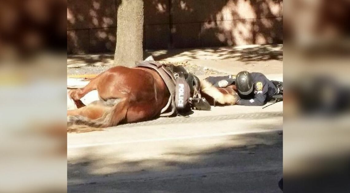 Officer Cradles His Injured Horse on the Road During Her Last Moments