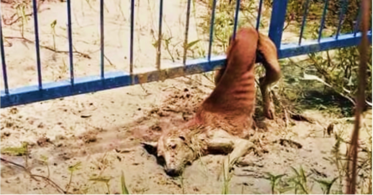 Stray Dog Trapped in Fence Weeps as Rescuers Approach, Yet Remains Immobile