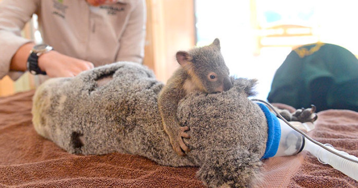 Little Koala Clings to His Mother During Her Life-Saving Surgery!