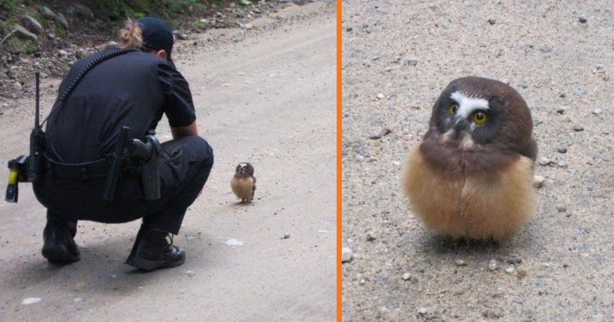 Police Officer pulls over to have an Adorable Conversation with baby Owl!